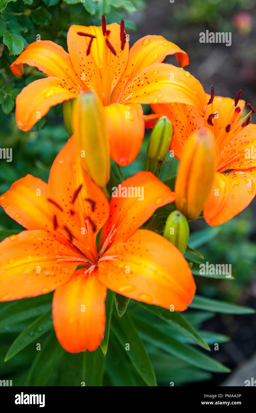 Pittsburgh Heinz pirati Foto Stock