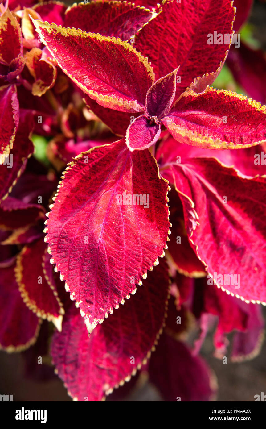 Pittsburgh Heinz pirati Foto Stock