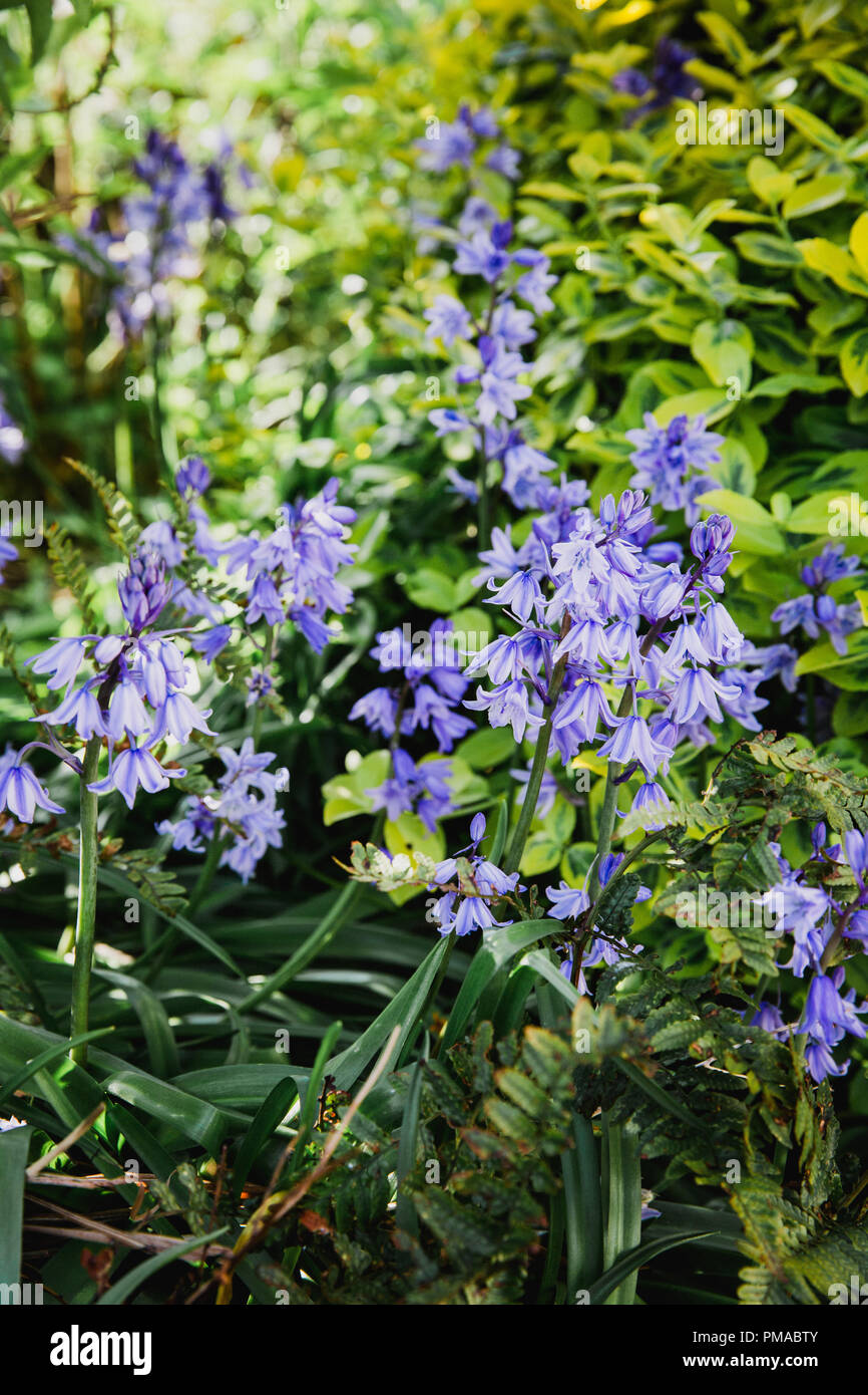 Bella blu / viola Bluebell fiori che crescono in un giardino inglese in primavera in una giornata soleggiata, circondato da felci e verde Foto Stock