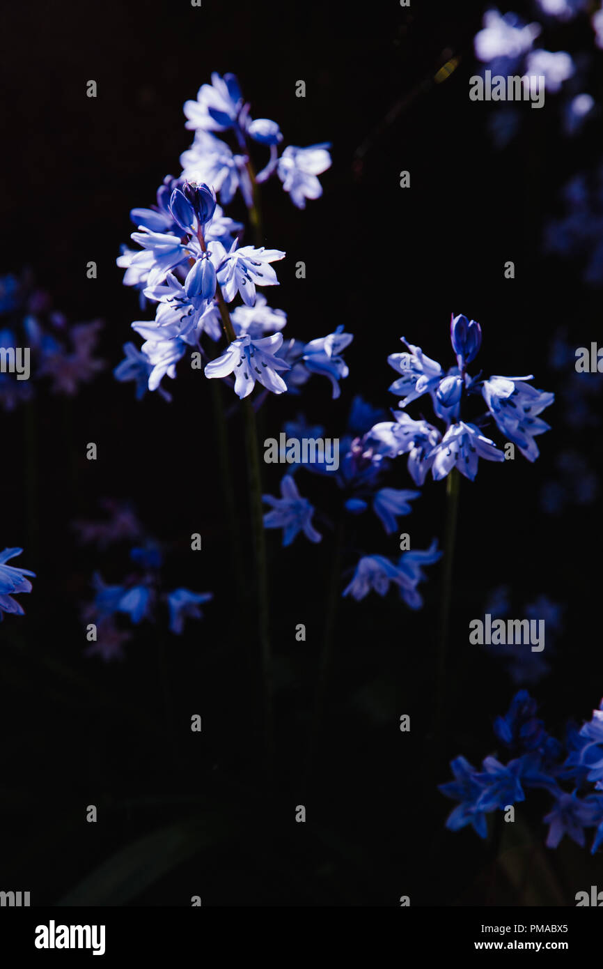 Bella blu / viola Bluebell fiori isolati contro uno sfondo nero. Illuminazione drammatica. Foto Stock