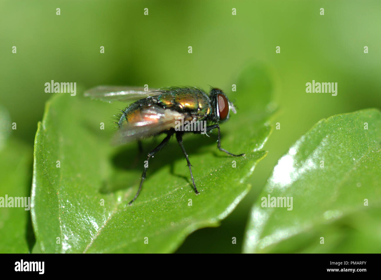 Il comune bottiglia verde fly (Lucilia sericata) è un duro colpo al volo trovata nella maggior parte delle aree del mondo. Foto Stock
