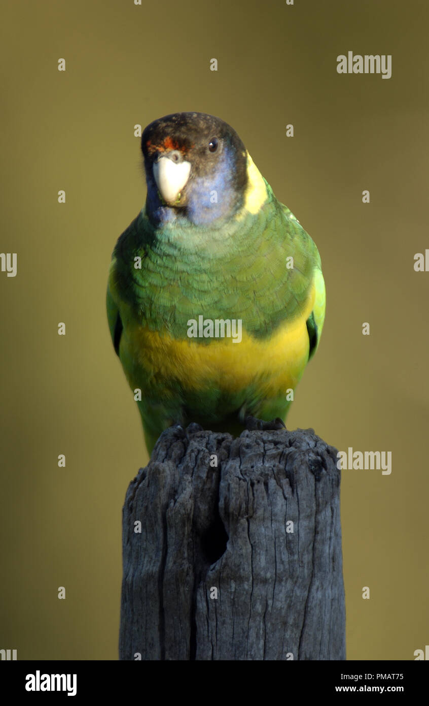 L'anello australiano collo (Barnardius zonarius) è un pappagallo nativo di Australia visto qui in outback Australia Occidentale. Foto Stock