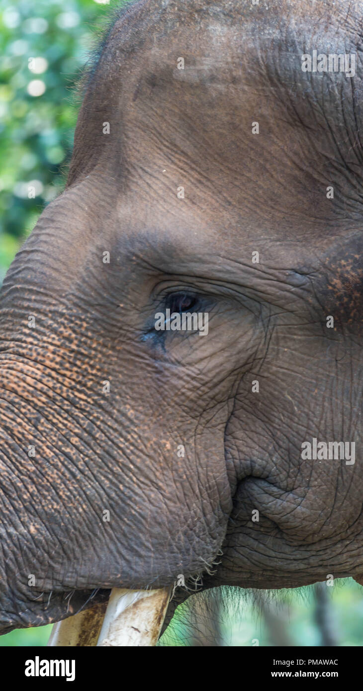 Sumatra testa di elefante closeup Foto Stock