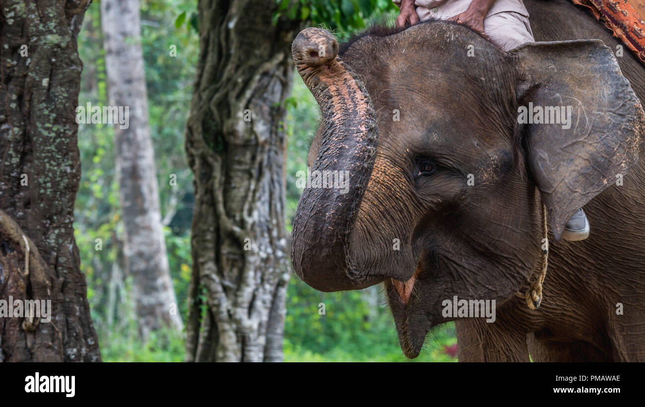 Sumatra equitazione elefante attrazione a un parco di conservazione in Indonesia Foto Stock