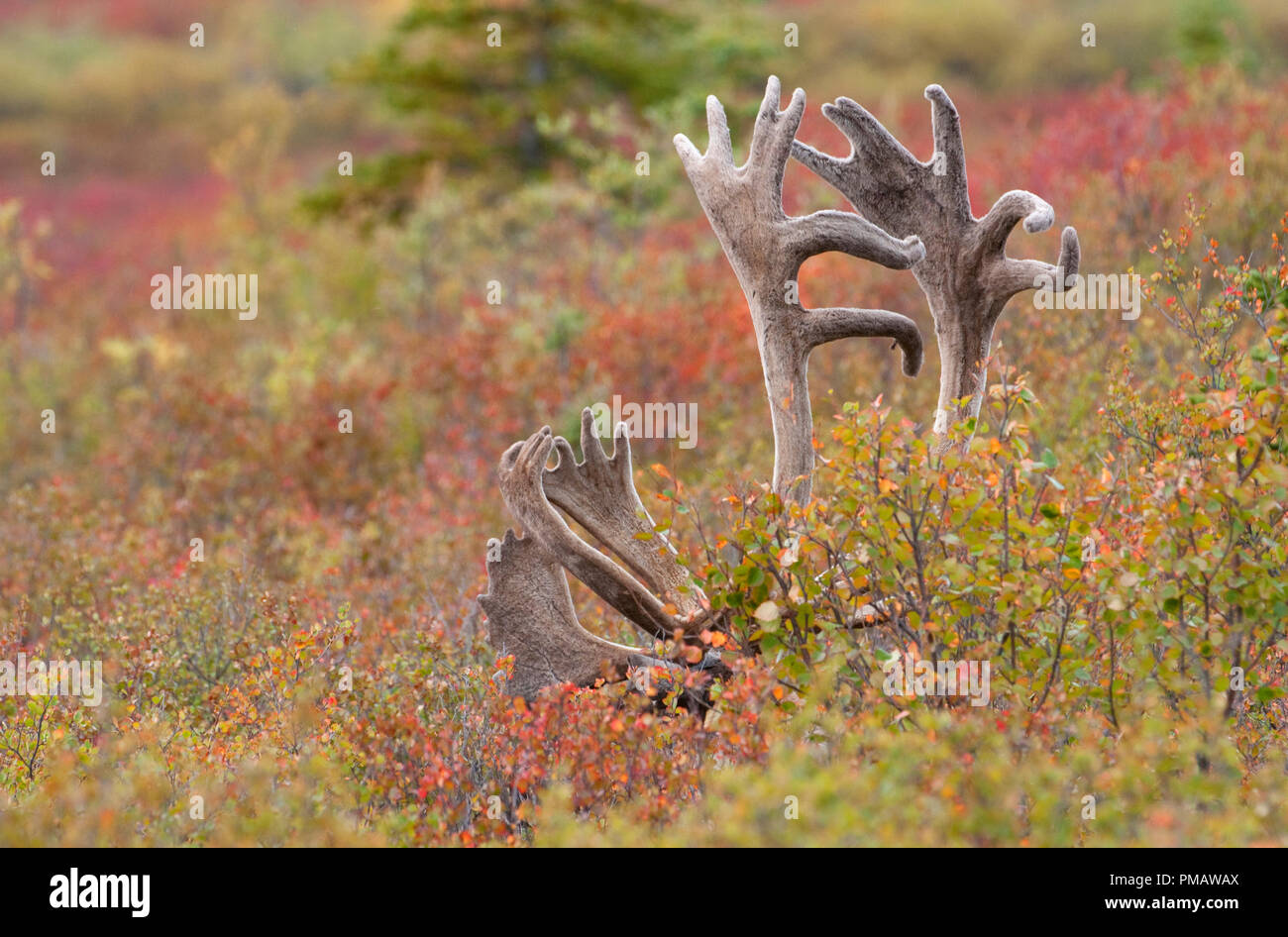 Caribou, terra povera, Bull, Autunno, Parco Denali, Alaska Foto Stock