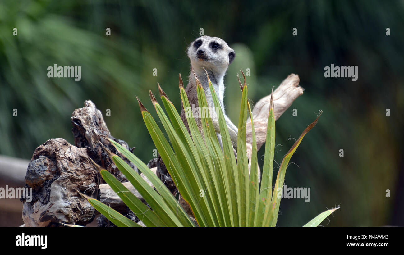 Meerkat ,Suricata suricatta sentinella sul tronco di un albero con Palm tree lasciare Foto Stock