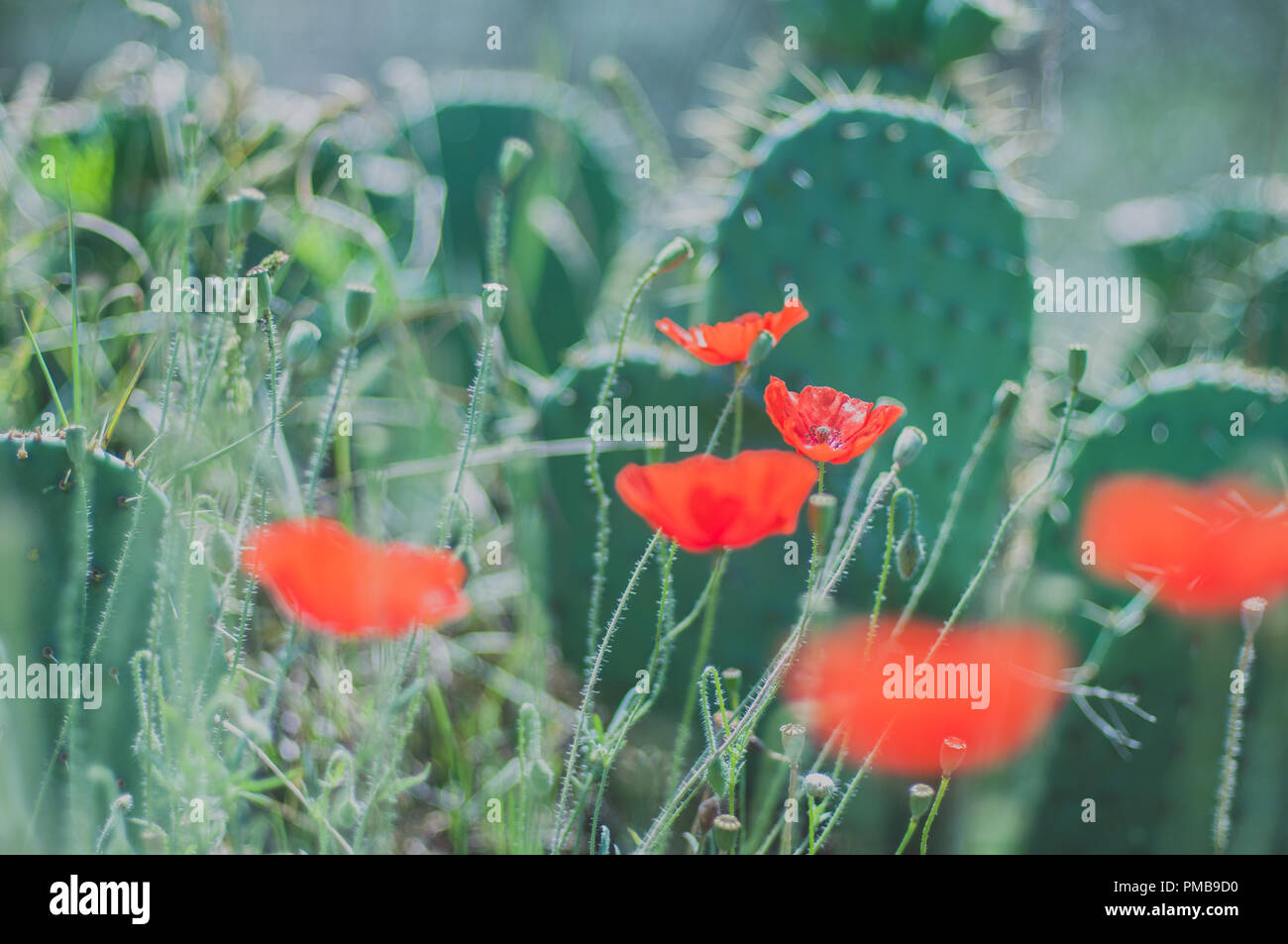 La campagna italiana regala viste aeree sui fiori e sul paesaggio cortoniano Foto Stock La campagna italiana regala viste aeree sui fiori e sul paesaggio cortoniano Foto Stock
