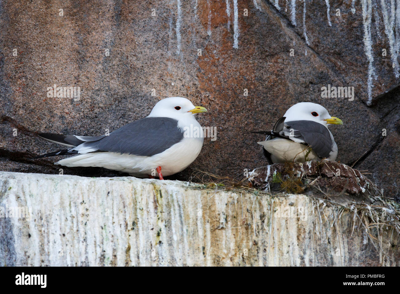 Rosso-Kittiwake zampe. Alaska SeaLife Centre, Seward, Alaska. Foto Stock