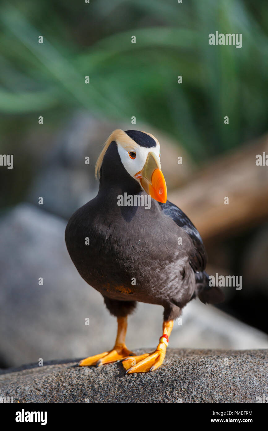 Puffin tufted. Alaska SeaLife Centre, Seward, Alaska. Foto Stock