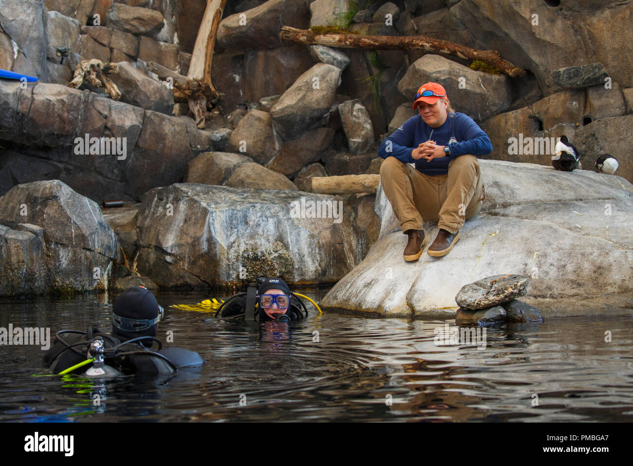 Alaska SeaLife Centre, mare presentano degli uccelli. Seward, Alaska. Foto Stock