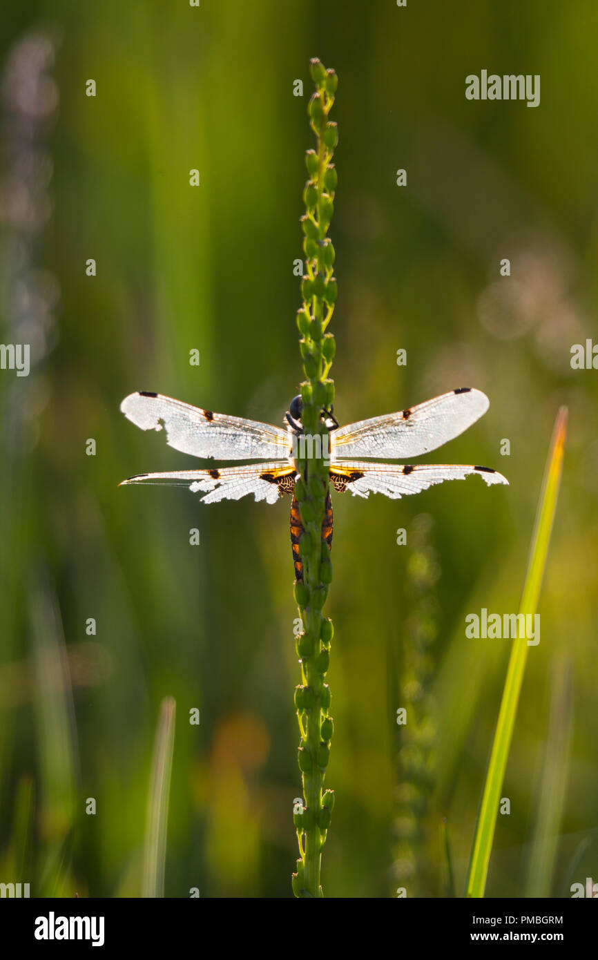Libellula, il Parco Nazionale del Lago Clark, Alaska. Foto Stock