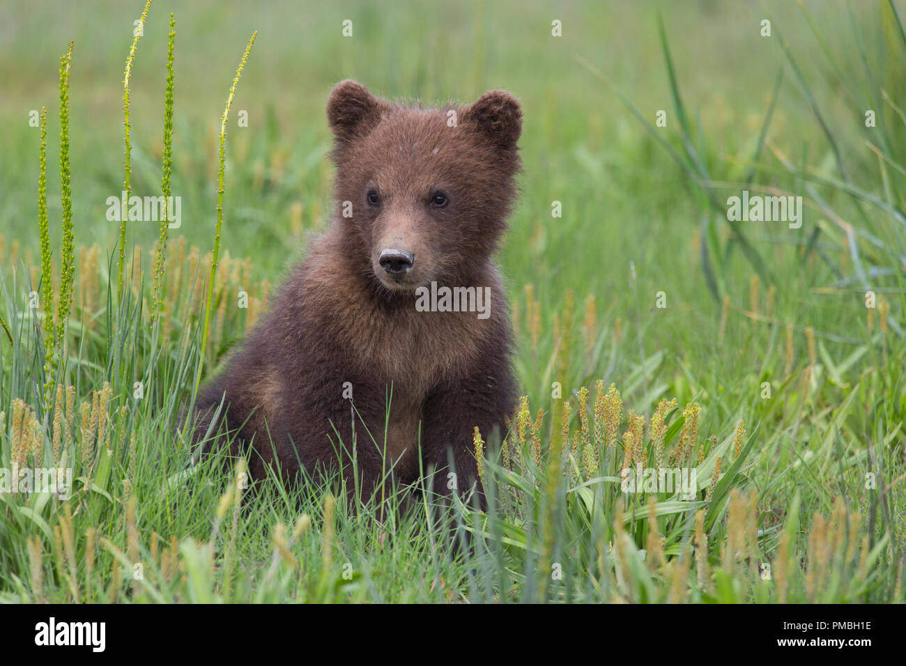 Un marrone o Orso grizzly, il Parco Nazionale del Lago Clark, Alaska. Foto Stock