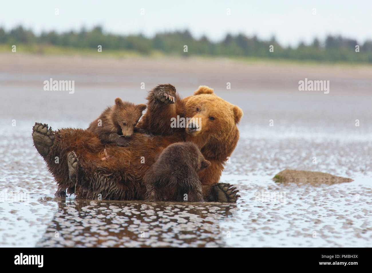 Un marrone o Orso grizzly, il Parco Nazionale del Lago Clark, Alaska. Foto Stock