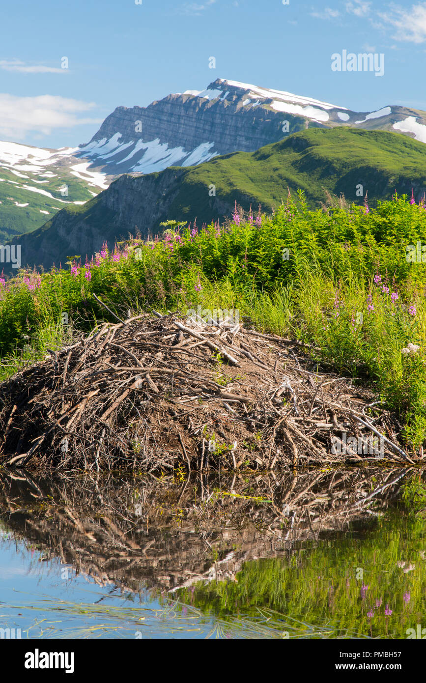 Beaver house, il Parco Nazionale del Lago Clark, Alaska. Foto Stock