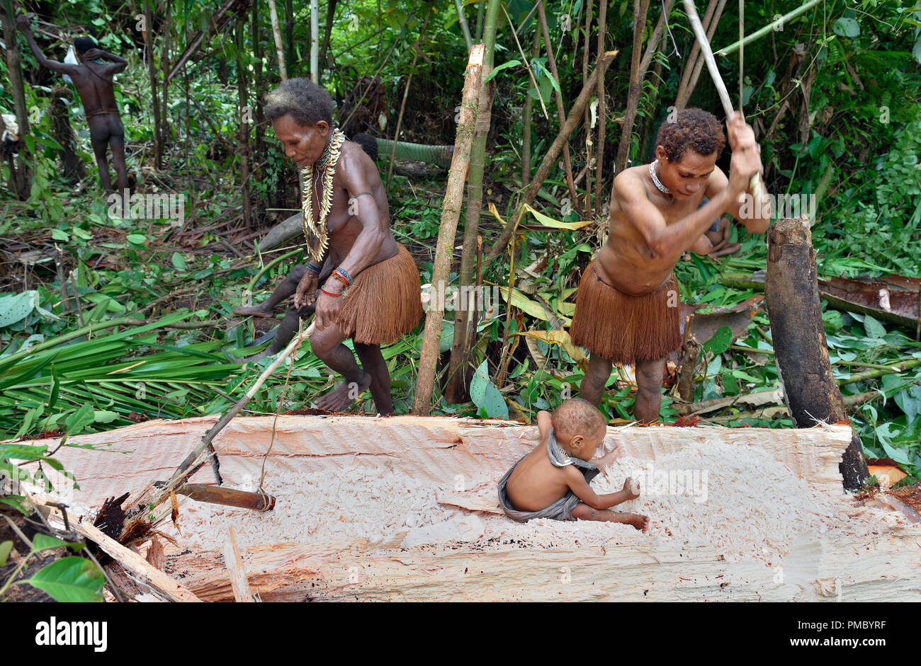 Popolo della foresta nomadi tribù Korowai l'elaborazione del sago Palm tree (Metroxylon sagu). Foto Stock