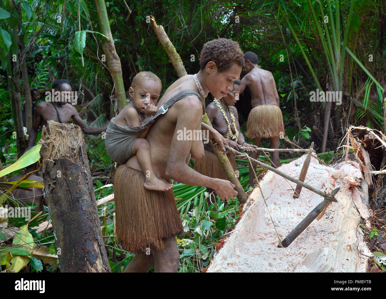 Popolo della foresta nomadi tribù Korowai l'elaborazione del sago Palm tree (Metroxylon sagu). Foto Stock