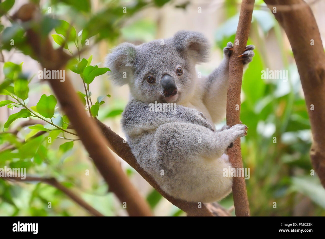 Il Koala, Phascolarctos cinereus, giovani su albero Foto Stock