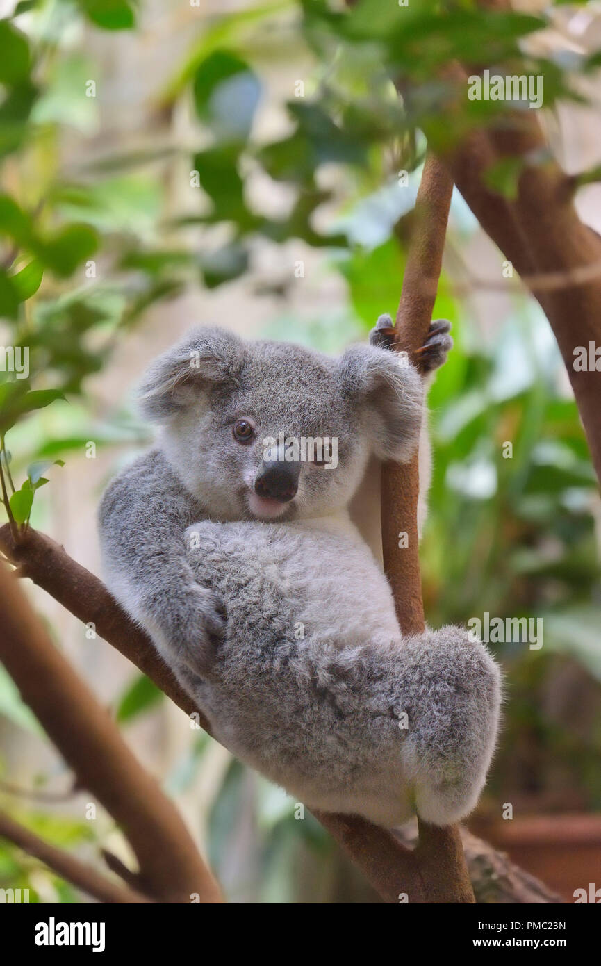 Il Koala, Phascolarctos cinereus, giovani su albero Foto Stock
