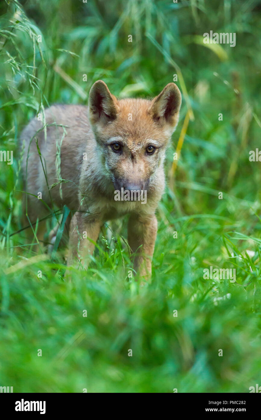 Europeo di Lupo grigio, Canis lupus lupus, Pup, Germania Foto Stock