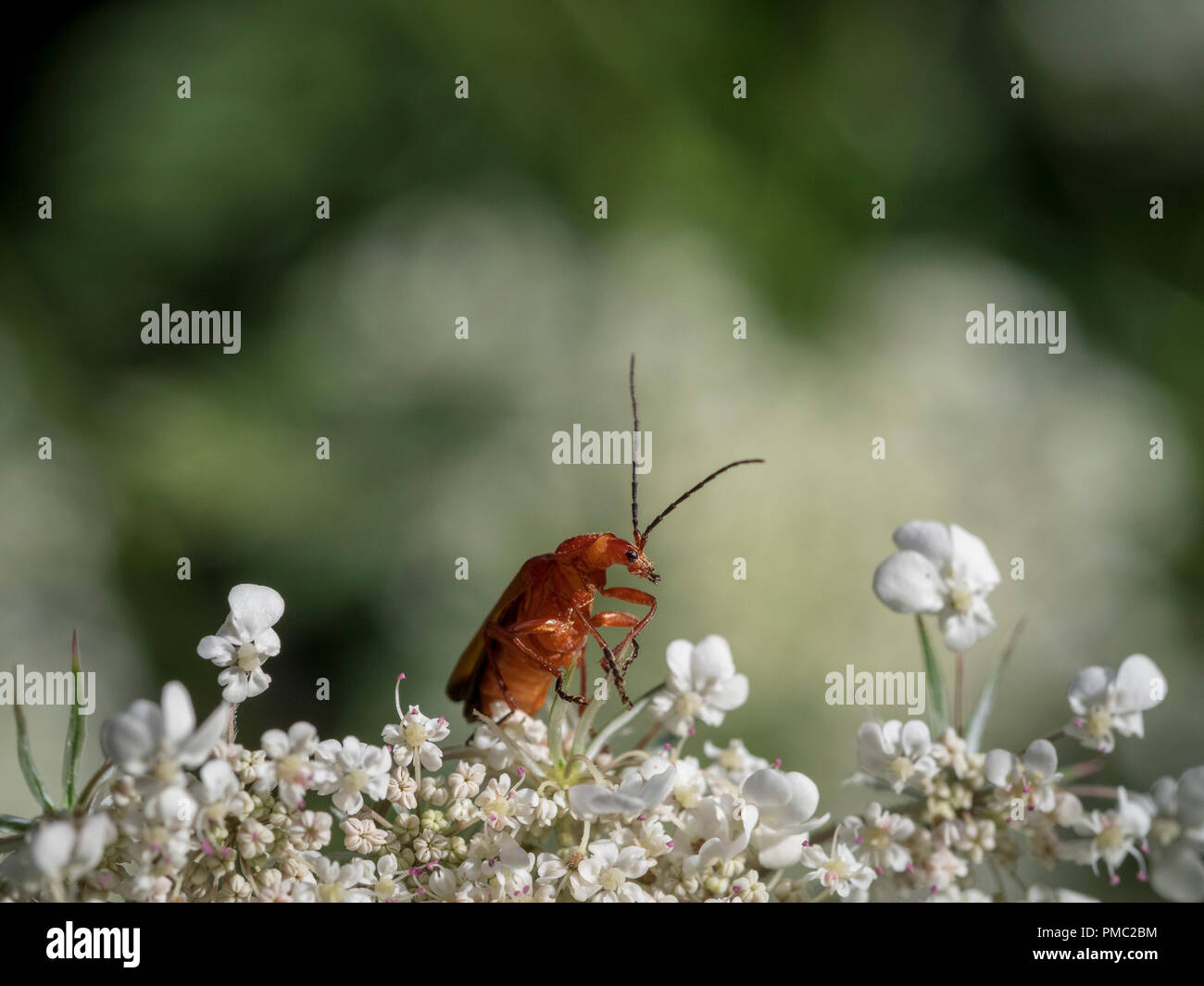 Rhagonycha fulva. Foto Stock
