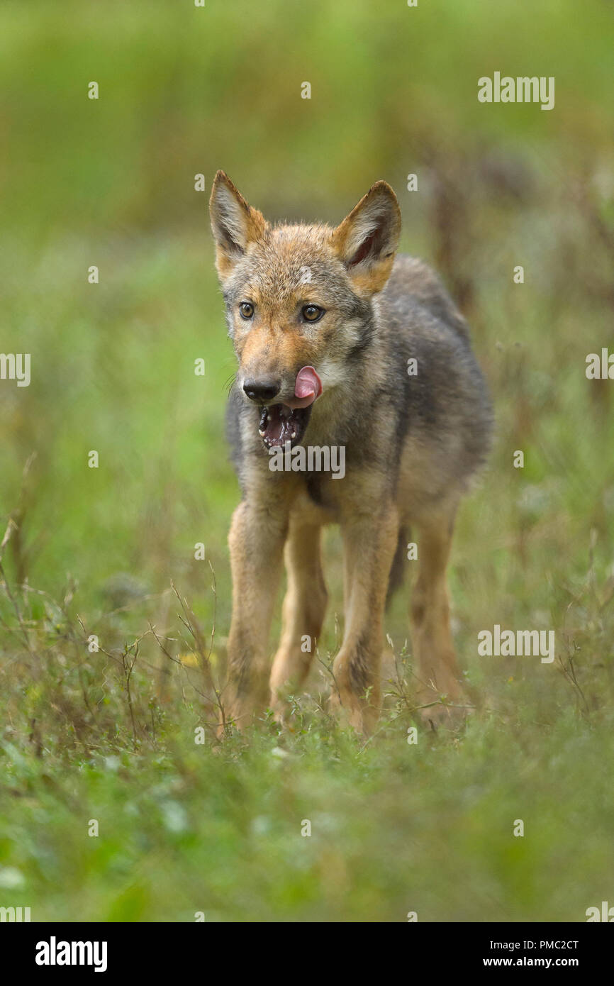 Europeo di Lupo grigio, Canis lupus lupus, giovane lupo, Germania Foto Stock