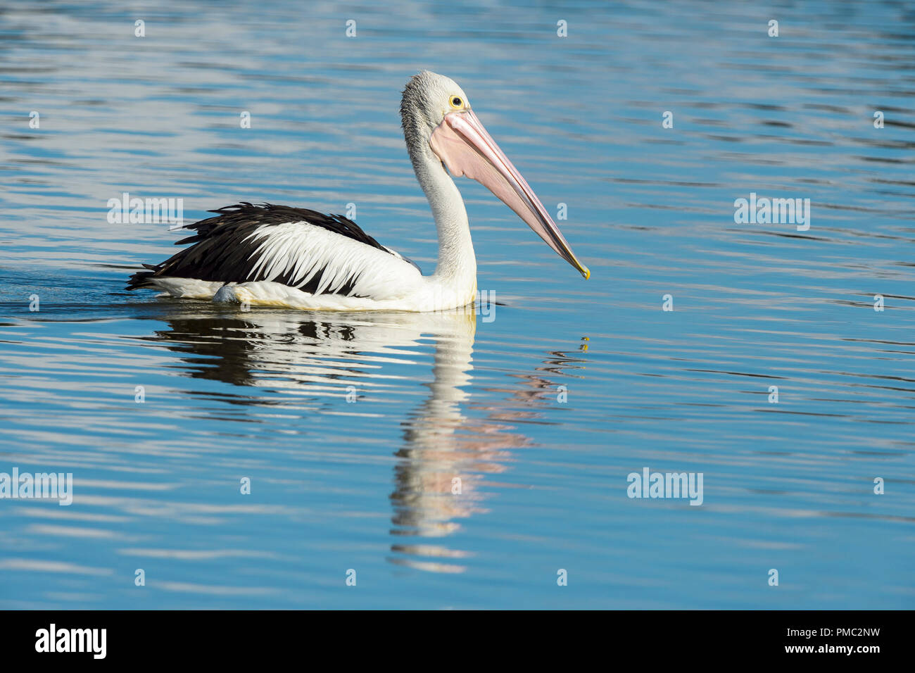 Australian Pelican, Pelecanus conspicillatus, Rockhampton, Queensland, Australia Foto Stock
