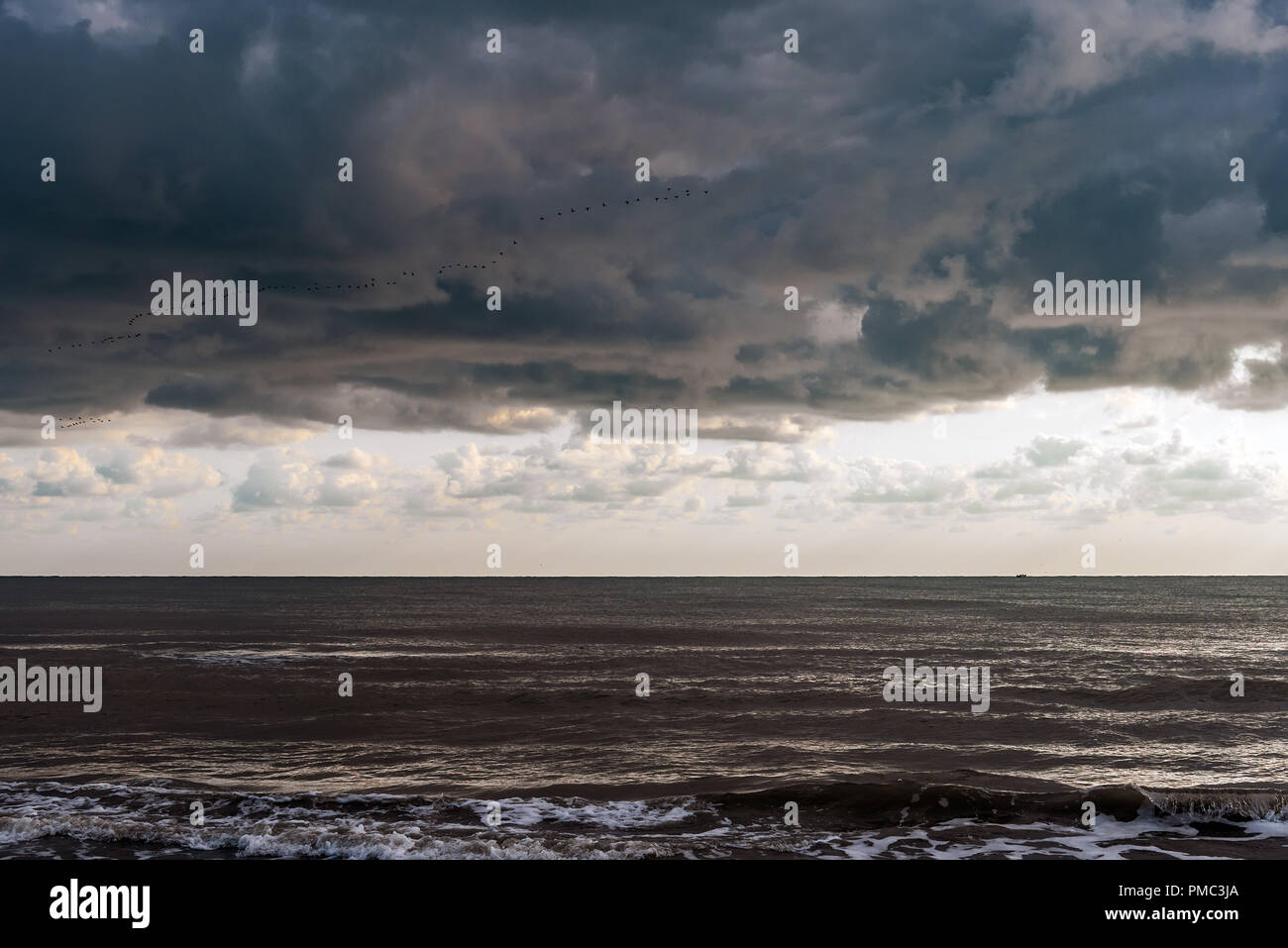 Stormo di uccelli migratori in volo sopra il mare Foto Stock