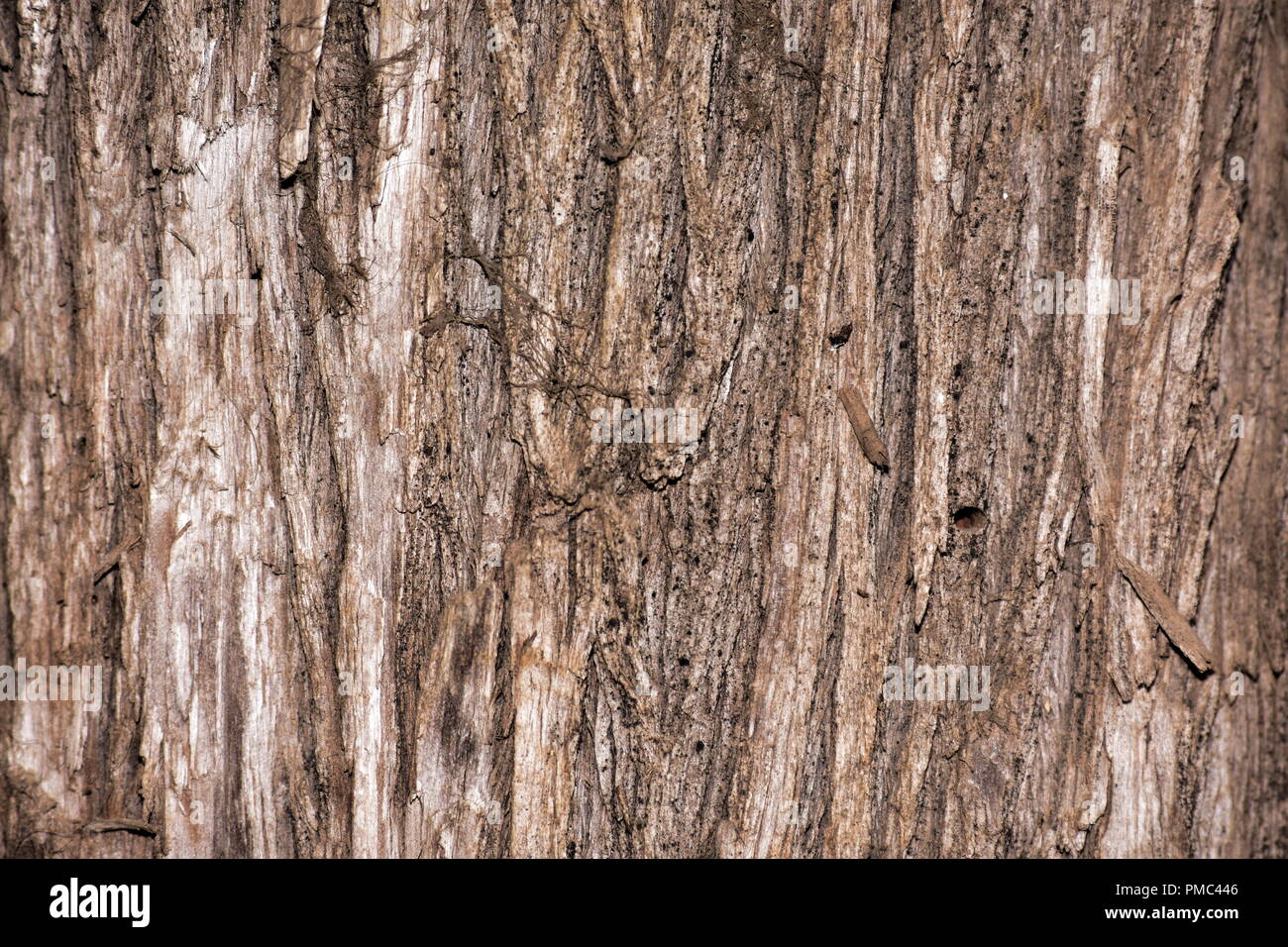 Corteccia di albero Foto Stock