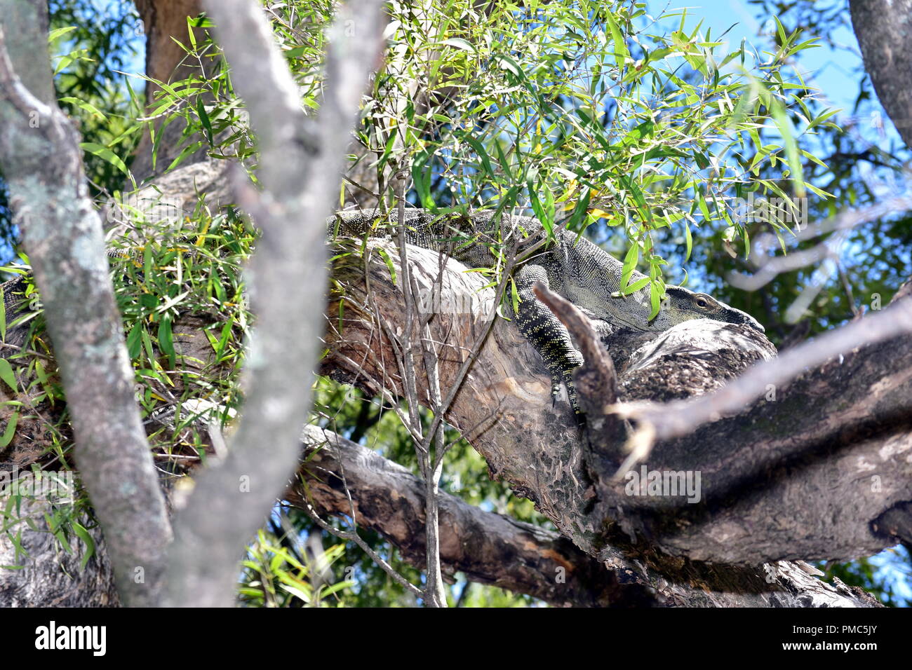 Goanna Foto Stock