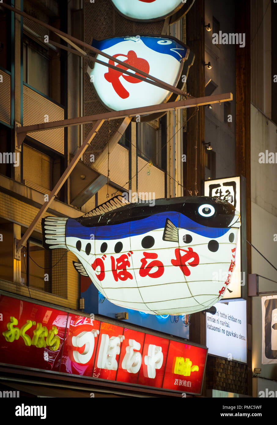 Un fugu (pufferfish, globefish, blowfish) lanterna al di fuori di Zuboraya, un famoso ristorante fugu nel quartiere Dotonbori di Osaka, in Giappone. Foto Stock