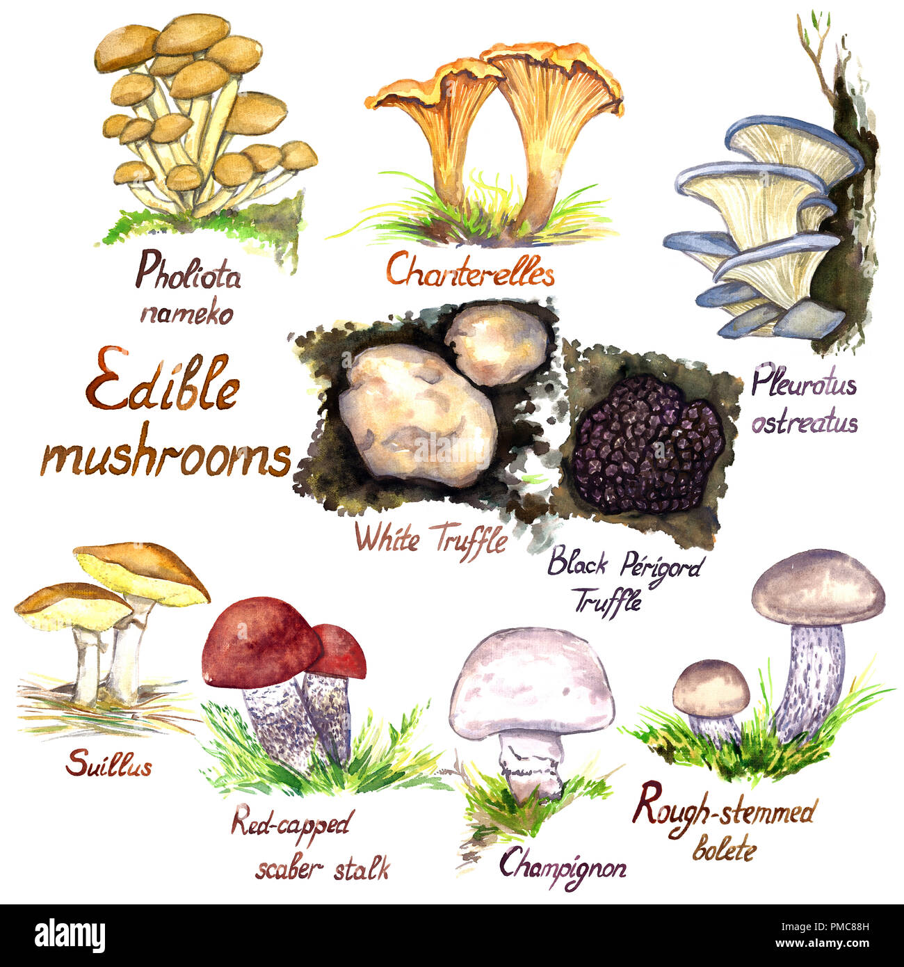 Funghi crescente varietà impostare, Pholiota nameko , Chanterelle, Pleurotus ostreatus (oyster fungo), il bianco e il nero Perigord tartufo, Suillus o Suil Foto Stock