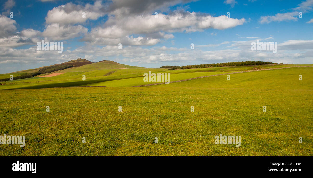 La foresta e i campi di pascolo sulle pendici del distintivo di altopiano meridionale colline di Ruber la legge in Scottish Borders. Foto Stock