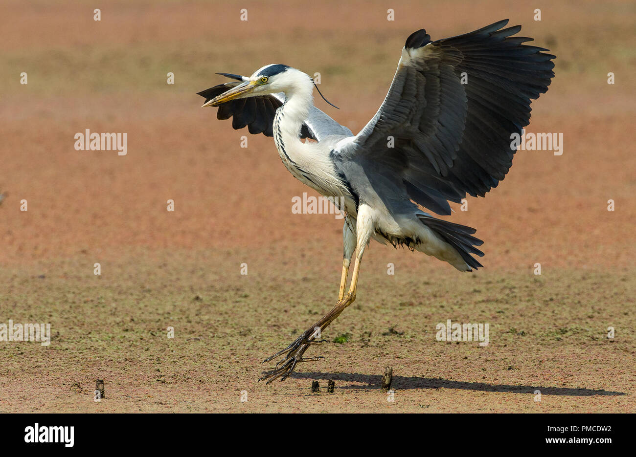 Un atterraggio airone cenerino fotografato a Nigel, Sud Africa Foto Stock