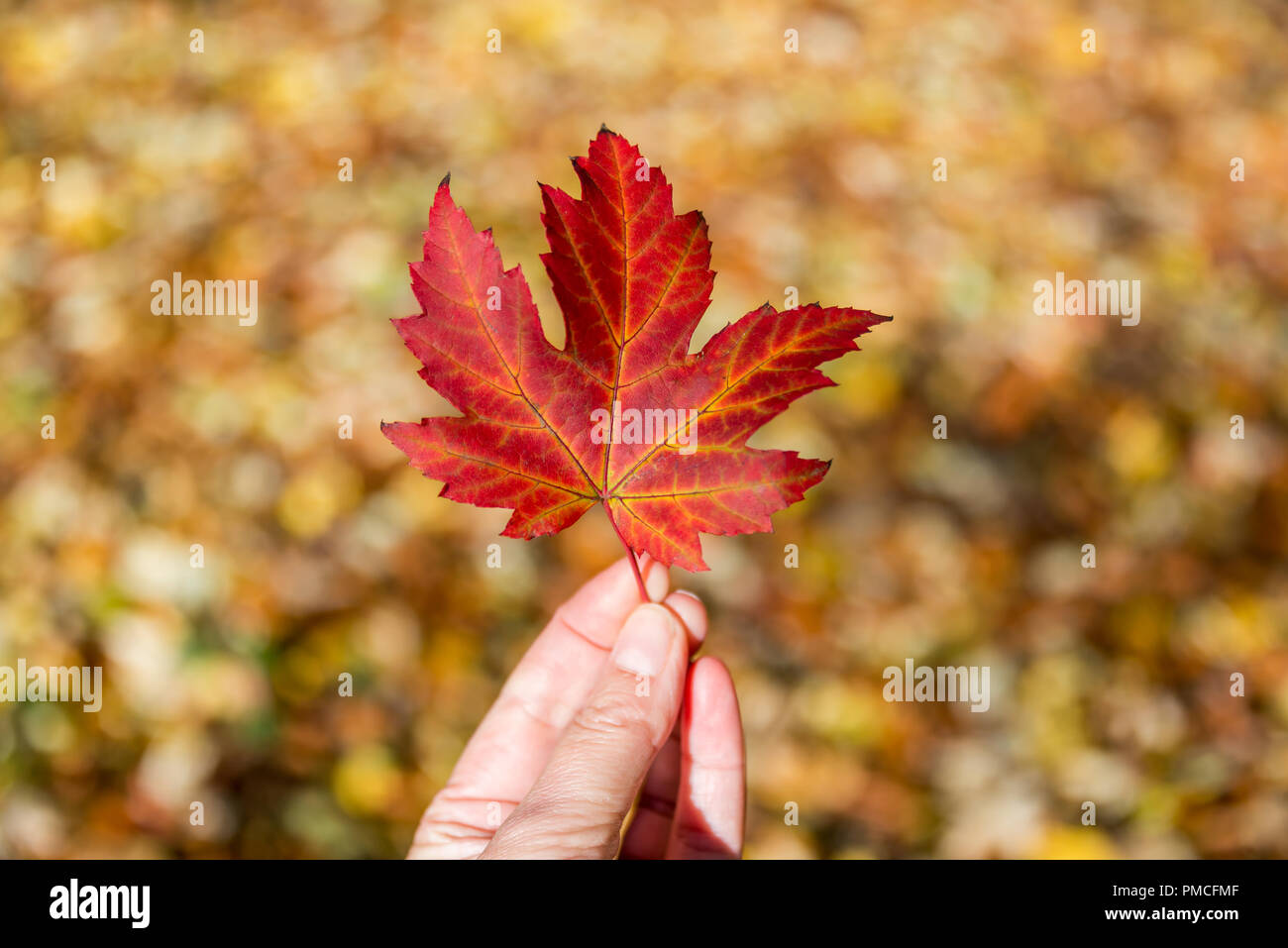 Mano che tiene un rosso autunnale di Foglia di acero, sfocate sullo sfondo della foresta Foto Stock