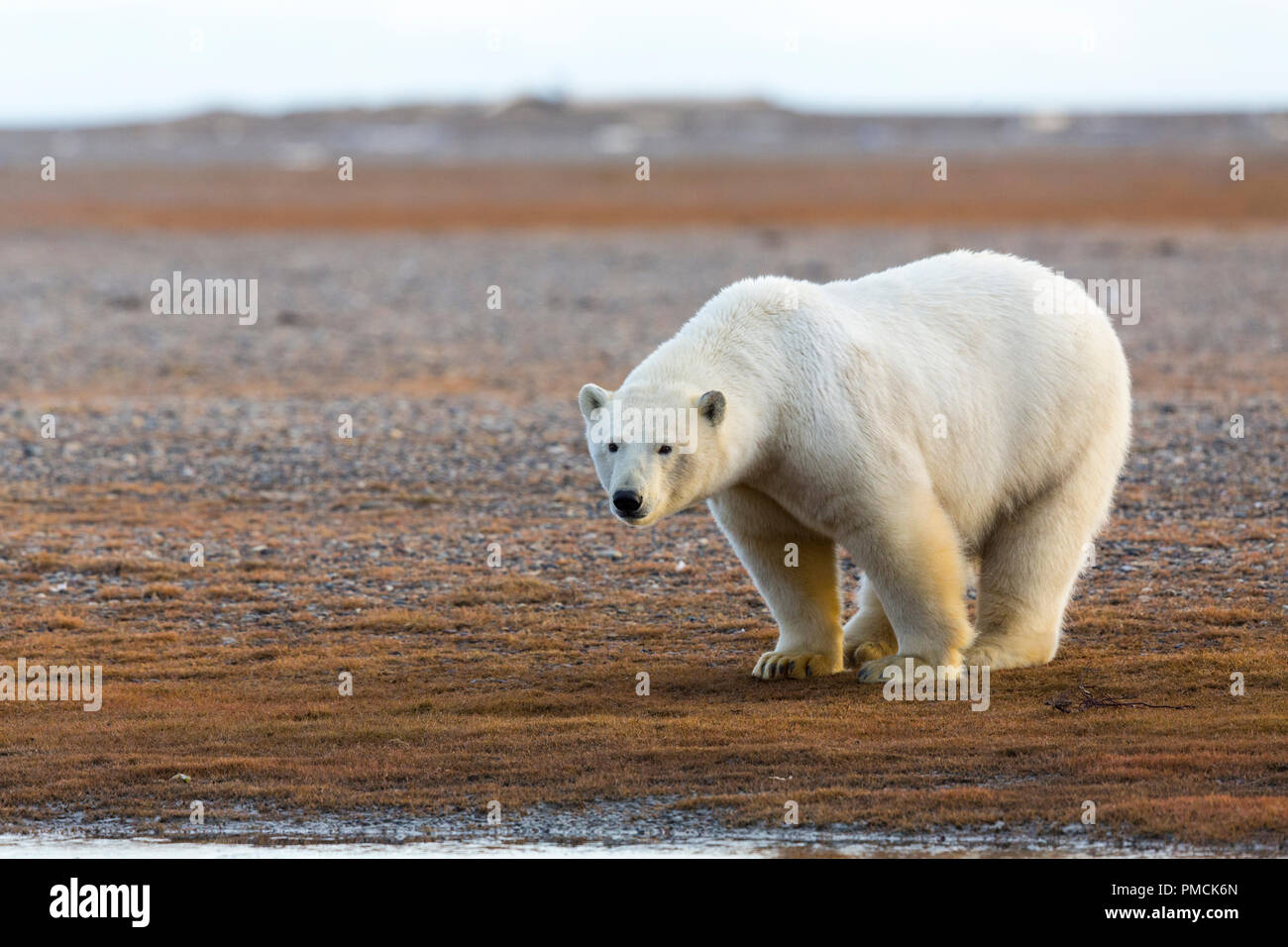 Gli orsi polari (Ursus maritimus), Arctic National Wildlife Refuge, Alaska. Foto Stock