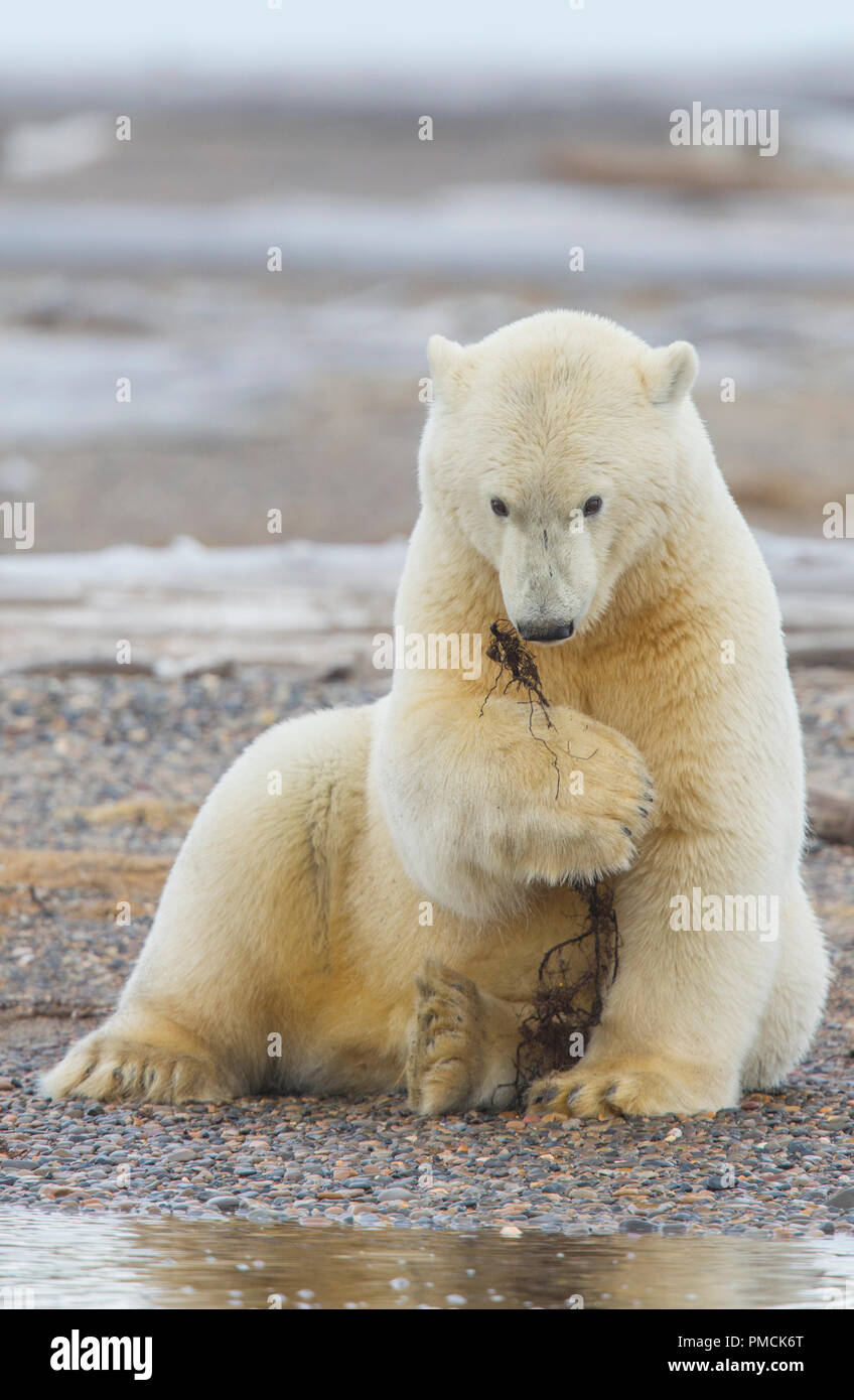 Gli orsi polari (Ursus maritimus), Arctic National Wildlife Refuge, Alaska. Foto Stock