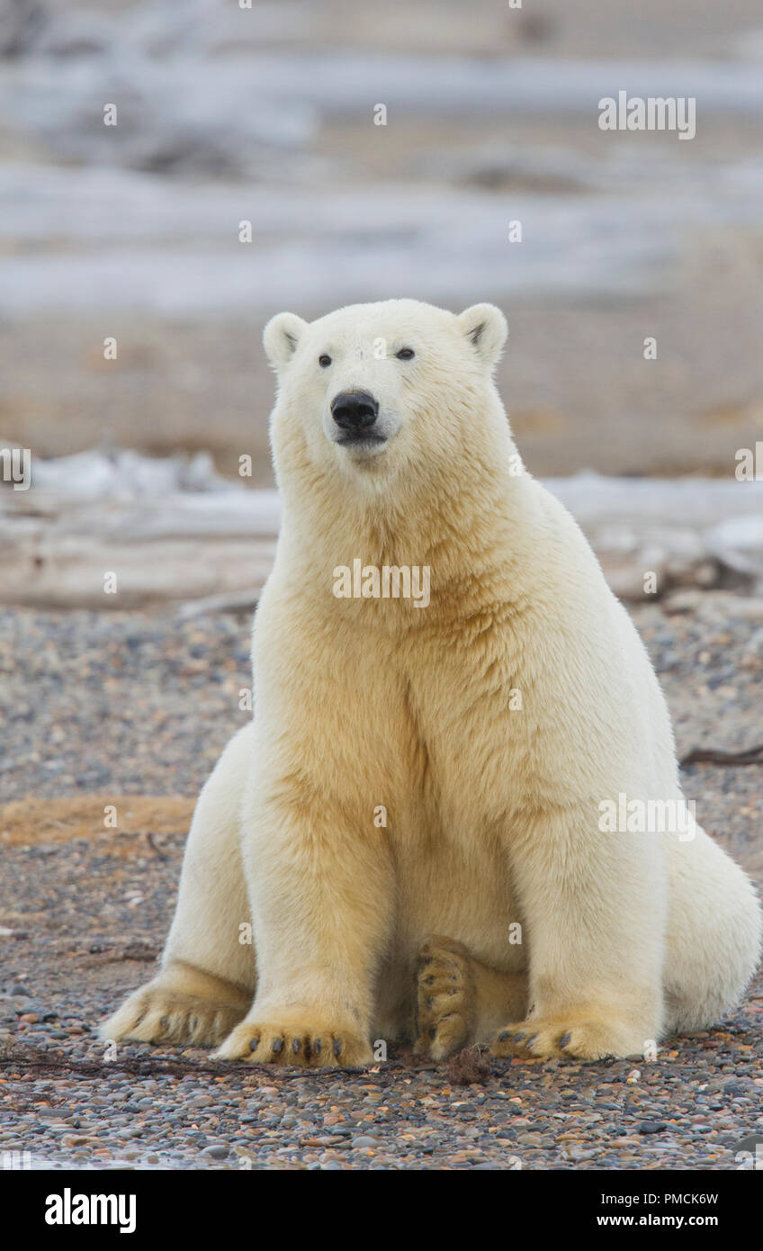 Gli orsi polari (Ursus maritimus), Arctic National Wildlife Refuge, Alaska. Foto Stock