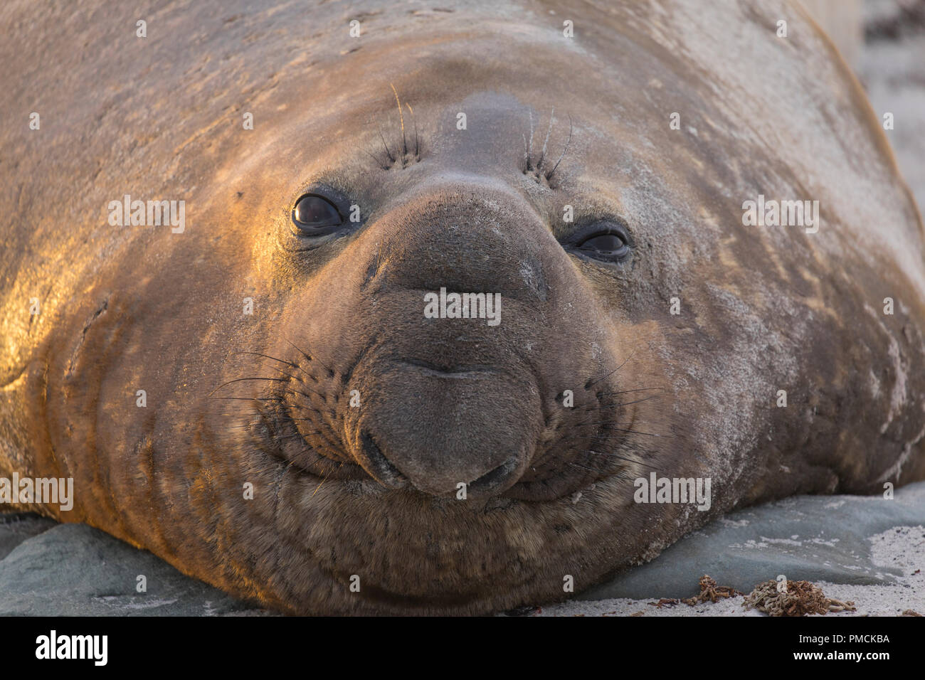 Elefante meridionale guarnizioni, Sea Lion Island, Isole Falkland. Foto Stock