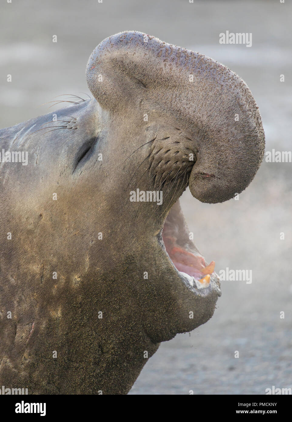 Elefante marino del sud, Baia di St Andrews, Georgia del Sud, l'Antartide. Foto Stock