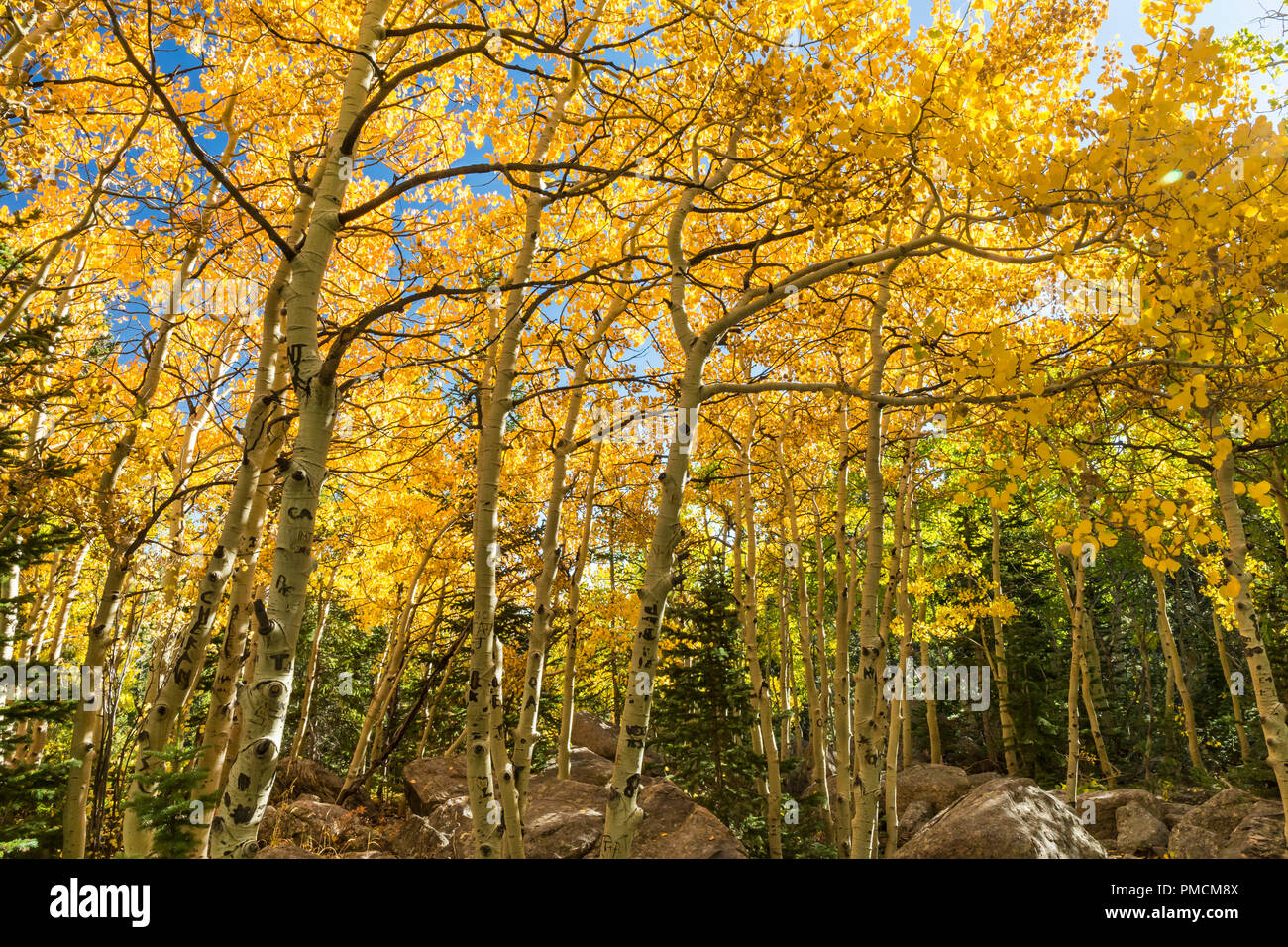 Golden Aspen alberi in inizio autunno sul ghiacciaio Gorge Trail nel Parco Nazionale delle Montagne Rocciose, Estes Park, Colorado. Foto Stock