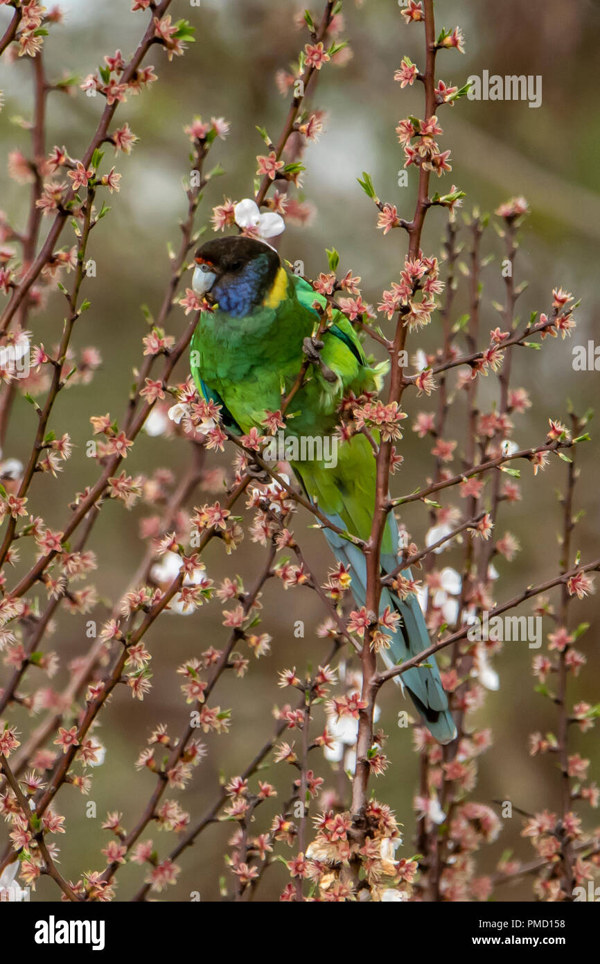 Ventotto Parrot, Barnardius semitorquatus a Bridgetown, WA, Australia Foto Stock