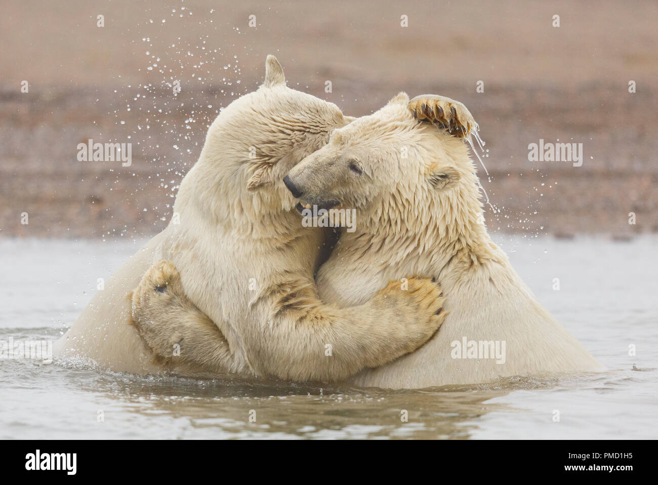 Gli orsi polari (Ursus maritimus), Arctic National Wildlife Refuge, Alaska. Foto Stock