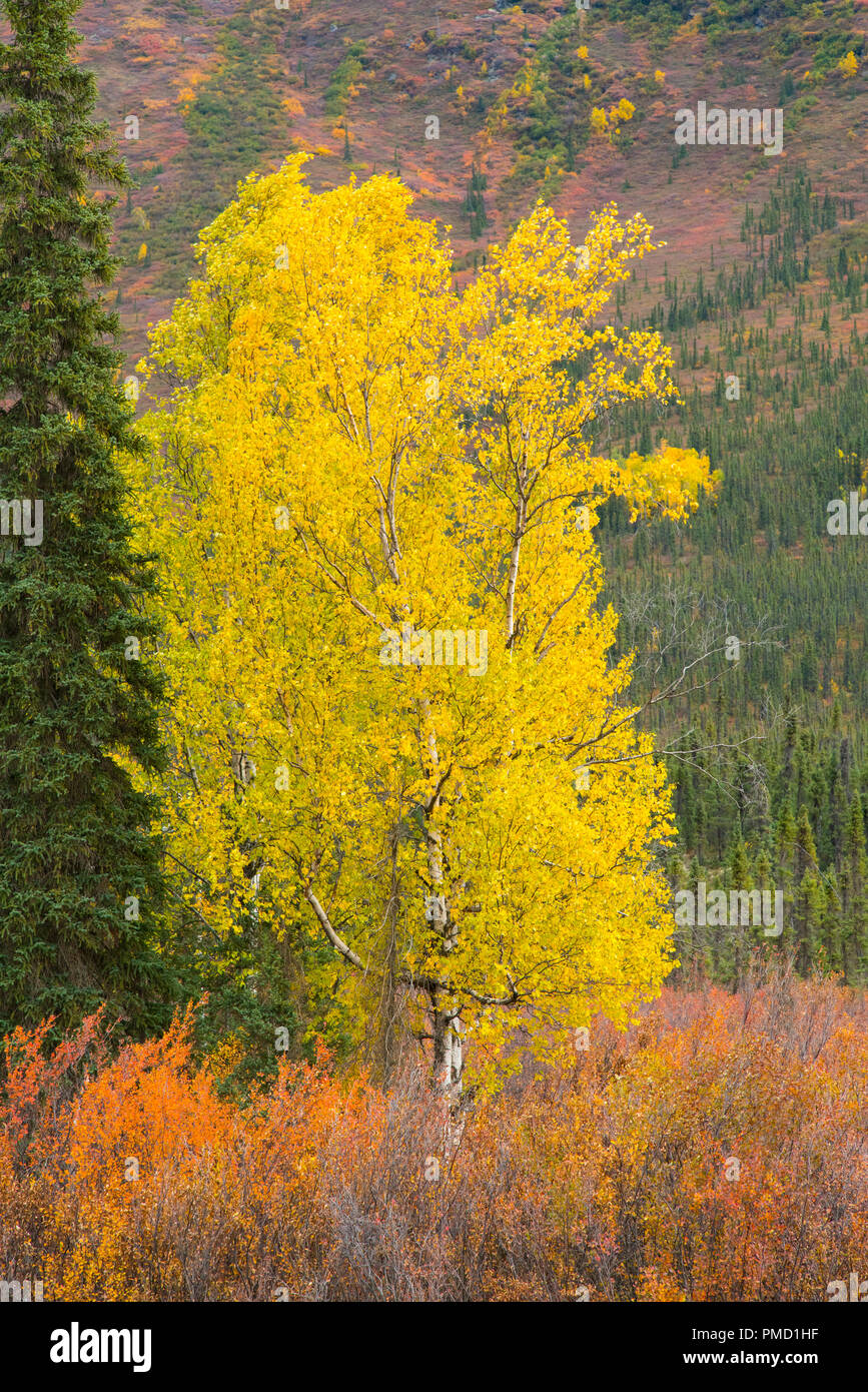 I colori autunnali del Brooks Range, Arctic Alaska. Foto Stock