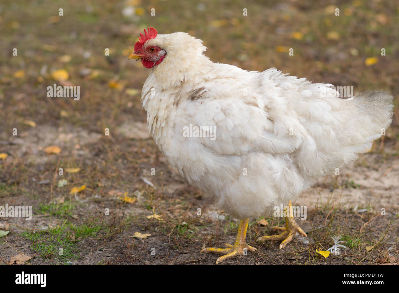 Ritratto all'aperto di bianco, le galline ovaiole camminando nel pollame in cantiere a caduta stagione Foto Stock