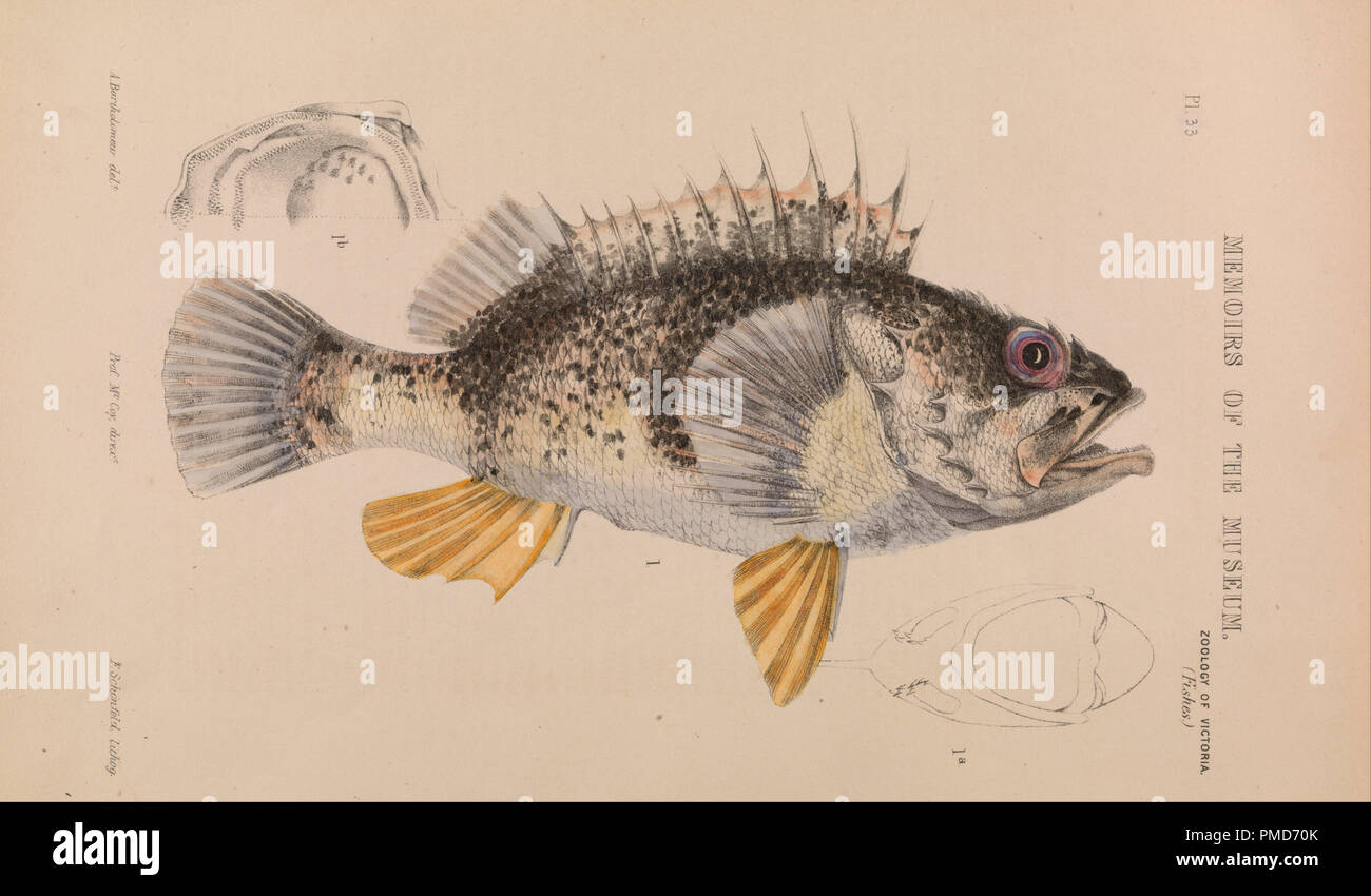 Ocean pesce persico, Helicolenus percoides. Data/Periodo: 1887. Immagine. Inchiostro litografico, vernice e colore dell'acqua su carta inchiostro litografico, vernici e colori ad acqua sulla carta. Altezza: 260 mm (10,23 in); larghezza: 160 mm (6.29 in). Autore: Arthur Bartolomeo. Foto Stock