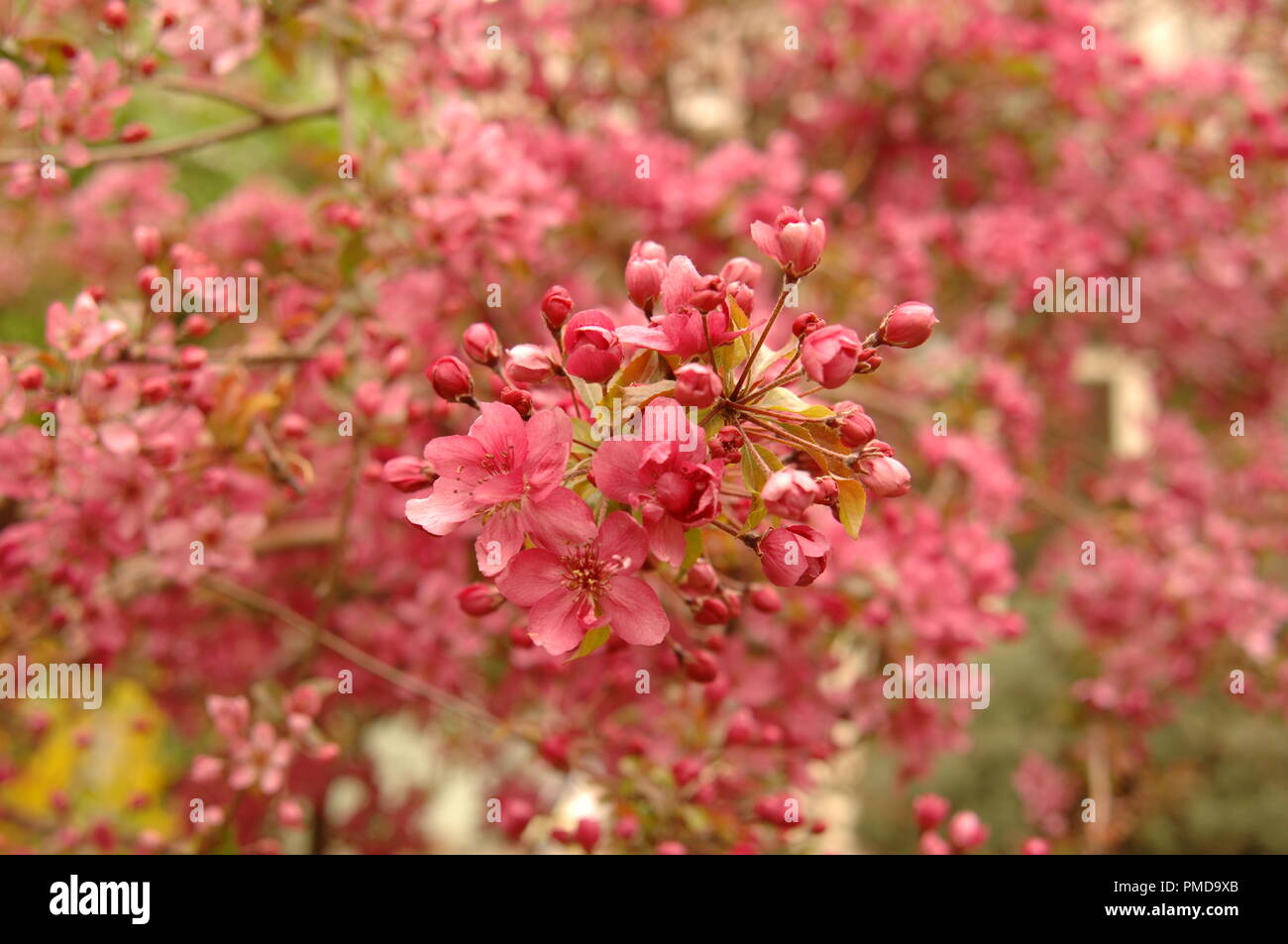 Un albero pieno di fiori di colore rosa nel cortile della casa iraniano Foto Stock