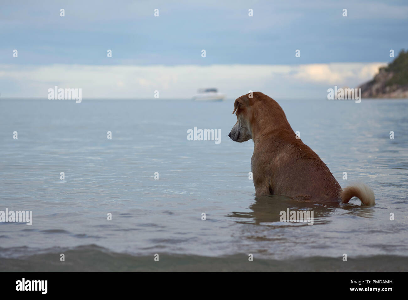 Cane di prendere un bagno serale su Koh Phangan isola in Tailandia Foto Stock