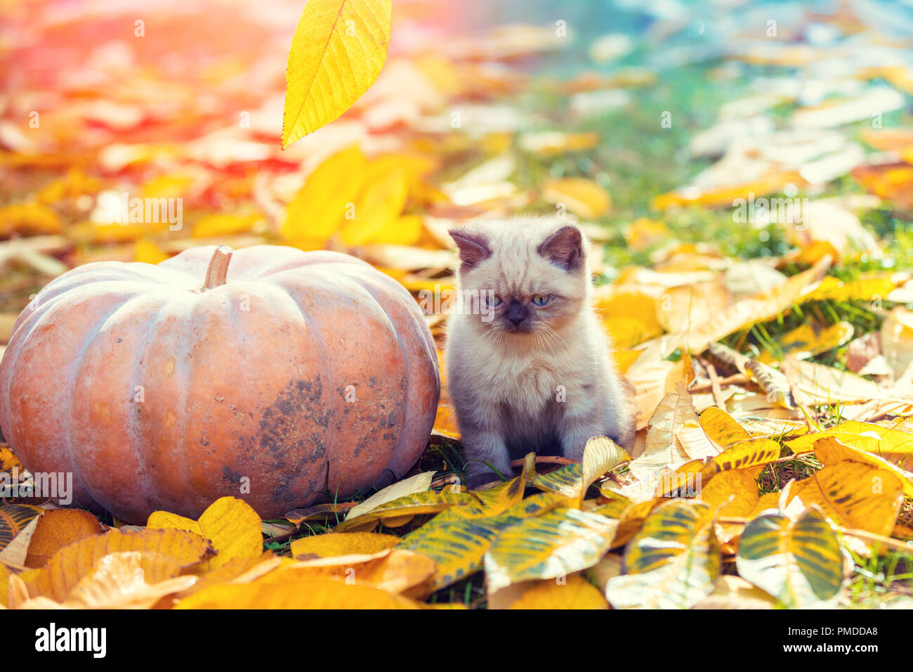 Piccolo gattino seduto vicino al grande zucca. Gattino seduto in un giardino su caduto foglie gialle in autunno Foto Stock