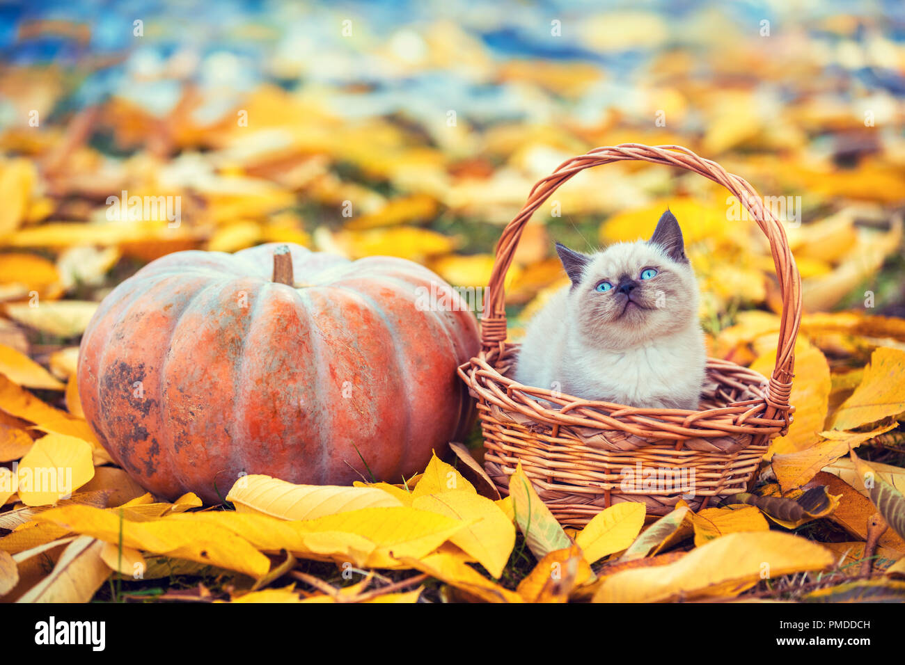 Piccolo gattino seduto in un cesto vicino al grande zucca. Gattino seduto in un giardino su caduto foglie gialle in autunno Foto Stock