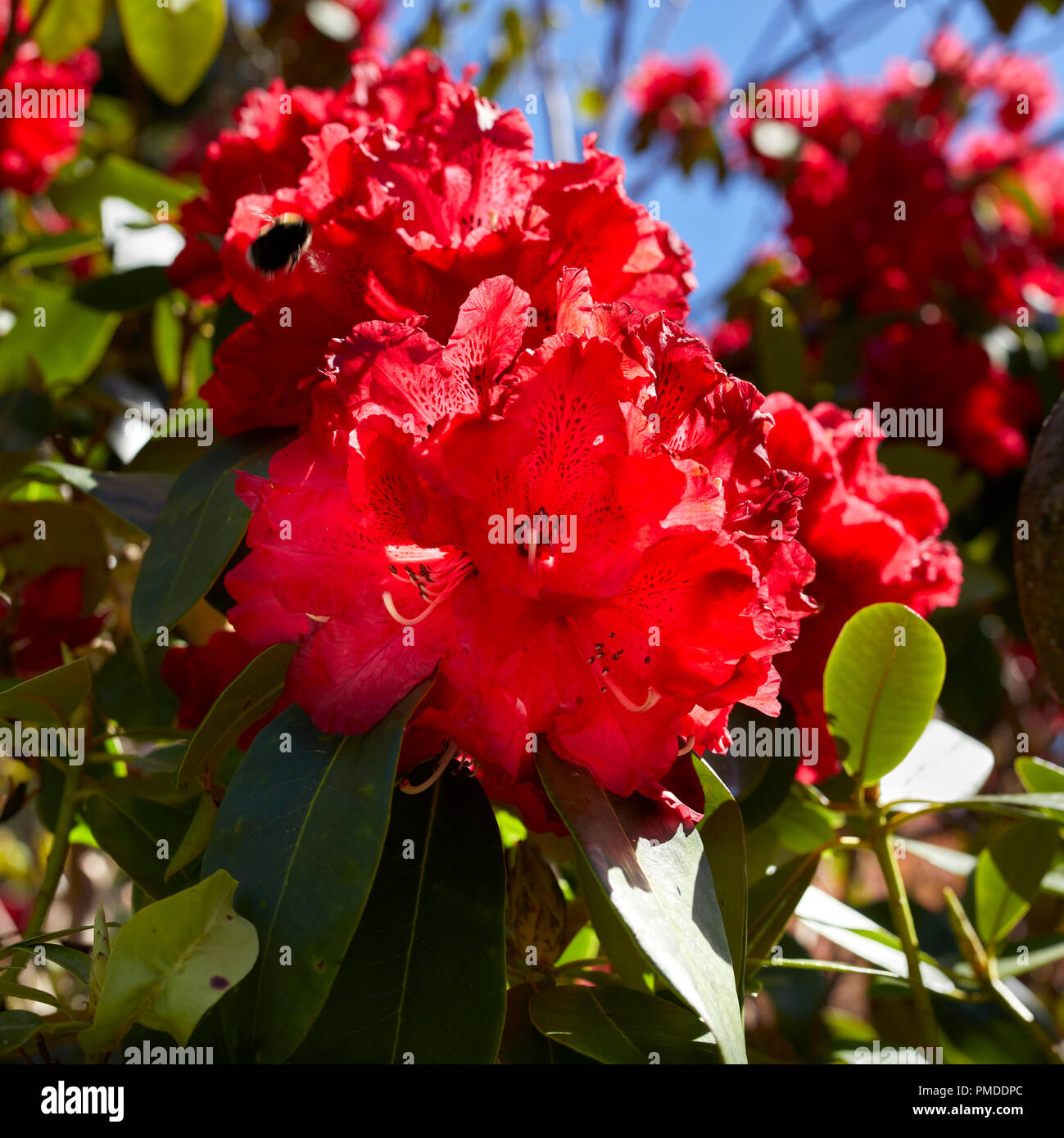 Parte della struttura Scotlands giardini "Open Garden Scheme". In Bright sole primaverile, un giardino Cala a Easedale si illumina con la primavera sboccia e colori Foto Stock